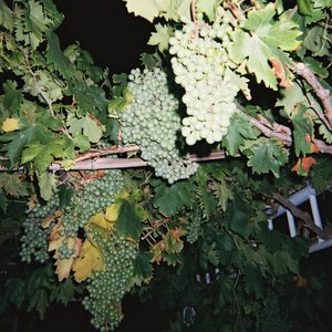 国产三级女友在线播放H
